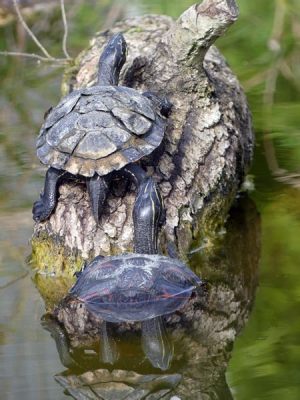 A Tortoise. A Turtle...Whatever : Eevaa Sitä Havaintuu: Kiiltävä, Melodista Melankoliaa ja Räjähtävää Energiaa